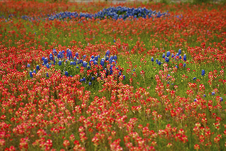 Bluebonnets Among Indian Paintbrush, Hill Country, TX